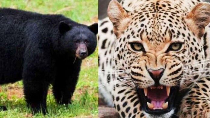 Terror of leopards and bears