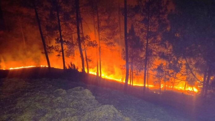 The forest fires have begun to take on a ferocious form