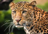 पिता की जान बचाने के लिए गुलदार से भिड़ गई बहादुर बेटी Brave daughter fought a leopard to save her father's life