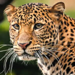 पिता की जान बचाने के लिए गुलदार से भिड़ गई बहादुर बेटी Brave daughter fought a leopard to save her father's life